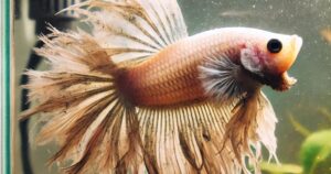 How Can I Tell If My Betta Fish Is Sick? Common Signs, Causes, and How to Treat Them.